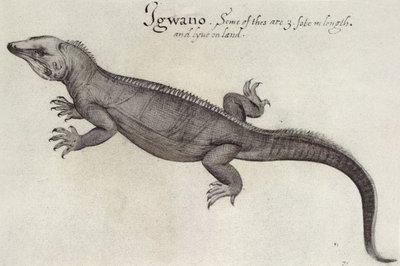 Iguana by John White